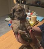 Teckel pup, Reu, Dwerg, Langhaar, Eén hond