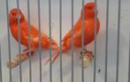 Diverse koppels rode kanaries, Dieren en Toebehoren, Vogels | Kanaries, Meerdere dieren, Kleurkanarie