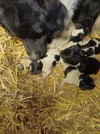 Te koop Friese Stabij pups, Dieren en Toebehoren, Meerdere, Nederland, Particulier, Reu