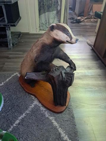 Taxidermie taxidermy Opgezette "Das" op zwaar ornament  beschikbaar voor biedingen