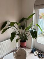 Strelitzia Nicolai, Huis en Inrichting, Ophalen, Halfschaduw, Minder dan 100 cm