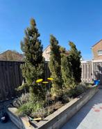 4 mooie volle grote Cypresses, Tuin en Terras, Bloeit niet, 250 tot 400 cm, Zuilboom, Ophalen