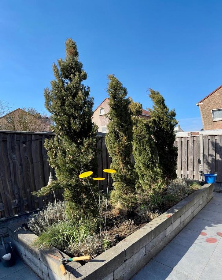 4 mooie volle grote Cypresses, Tuin en Terras, Planten | Bomen, Zuilboom, 250 tot 400 cm, Volle zon, Bloeit niet, Ophalen