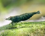 Neocaridina oranje hulk ( green jade extreme ), Dieren en Toebehoren, Vissen | Aquariumvissen, Kreeft, Krab of Garnaal