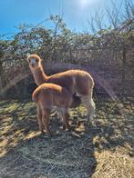 Alpaca's met stamboom hengsten, Dieren en Toebehoren, Juni, Meerdere dieren