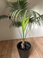 Kentiapalm in pot, Huis en Inrichting, Kamerplanten, Ophalen, 100 tot 150 cm, Palm, Halfschaduw