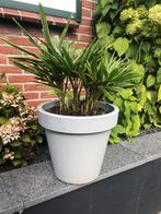 4 leuke palmpjes in pot., Ophalen of Verzenden
