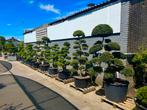 Japanse tuinbonsai, Niwaki , Pinus Parviflora, Japanse Ilex, Tuin en Terras, 100 tot 250 cm, Zomer, Ophalen, Volle zon