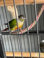 Pyrrhura met mooie kooi en acc, Vrouwelijk, Tropenvogel, Geringd