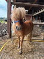 2 jarige mini shetlander hengst met stamboom, Dieren en Toebehoren, Pony's, Met stamboom, Niet van toepassing, 0 tot 2 jaar, Hengst