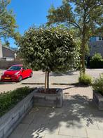 Olijfwilg boom GRATIS, Tuin en Terras, Planten | Bomen, Ophalen of Verzenden, Volle zon, Olijfboom, 100 tot 250 cm