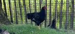 Barnevelder hanen, Dieren en Toebehoren, Pluimvee, Mannelijk, Kip