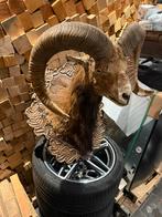 Taxidermie opgezette dierenkoppen, Verzamelen, Ophalen, Zo goed als nieuw