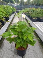 4 literpot met Anemone honorine jobert, Ophalen, Zomer, Overige soorten, Volle zon