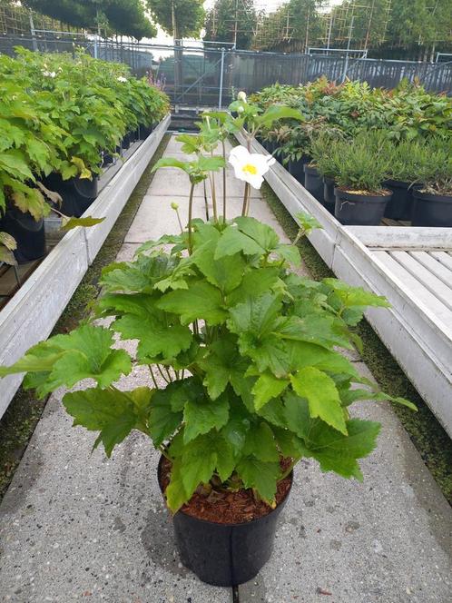 4 literpot met Anemone honorine jobert, Tuin en Terras, Planten | Tuinplanten, Overige soorten, Volle zon, Zomer, Ophalen