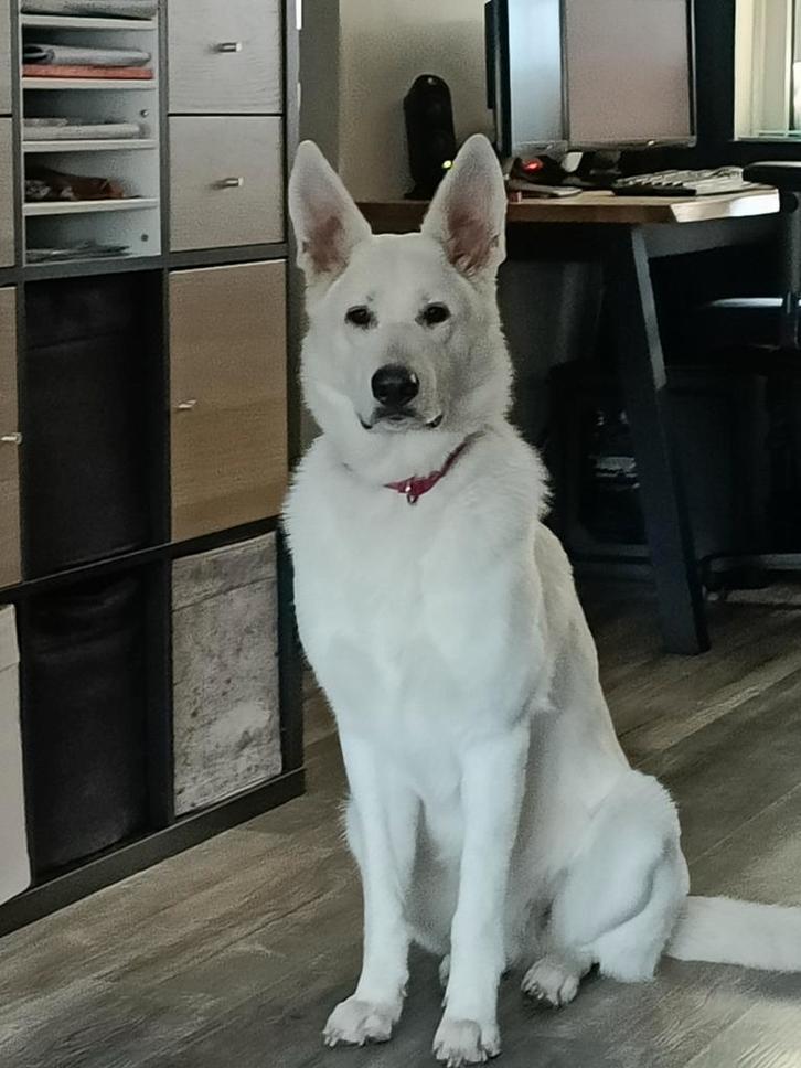 Zwitserse Witte Herder, Dieren en Toebehoren, Honden | Herdershonden en Veedrijvers, Teef, Herder, Particulier, Eén hond, Nederland