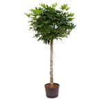 Schefflera Arboricola 'compacta' - Parapluboom g63715, Ophalen of Verzenden