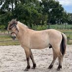 Fjord ruin van 5, Dieren en Toebehoren, Paarden, Minder dan 160 cm, Gechipt, Ruin, Zadelmak