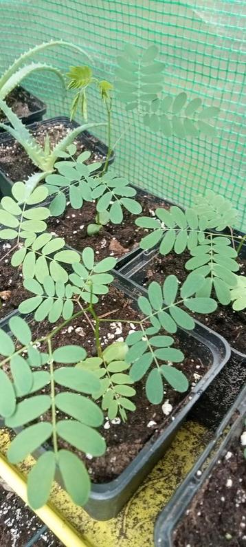 Leucaena leucocephala - Witte Mimosa planten  beschikbaar voor biedingen