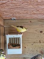 Kanarie man 2025, Dieren en Toebehoren, Vogels | Kanaries, Mannelijk, Kleurkanarie