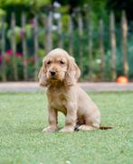 Engelse Cocker Spaniël pups, Dieren en Toebehoren, Nederland, CDV (hondenziekte), 8 tot 15 weken, Meerdere