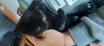 Knuffel kittens, Dieren en Toebehoren, Katten en Kittens | Overige Katten, Poes