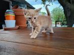 4 kittens  te koop, Dieren en Toebehoren, Katten en Kittens | Raskatten | Korthaar, Meerdere dieren, Ontwormd