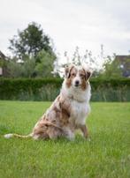 Super gesocialiseerde Toller x Australian Shepherd pup, Dieren en Toebehoren, CDV (hondenziekte), 8 tot 15 weken, Eén hond, Nederland