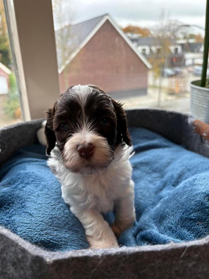 Gereserveerd, Dieren en Toebehoren, Honden | Niet-rashonden, Klein, Meerdere dieren, Fokker | Hobbymatig, Meerdere, Nederland