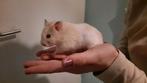 Goud hamster inclusief terrarium, Dieren en Toebehoren, Knaagdieren, Hamster, Juni, Mannelijk, Tam