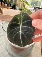 Alocasia Black Velvet, Huis en Inrichting, Kamerplanten, Ophalen of Verzenden, Halfschaduw, Minder dan 100 cm
