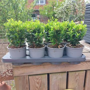 Euonymus green spire(Buxus vervanger) beschikbaar voor biedingen