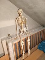 Anatomische skelet, Ophalen of Verzenden