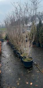 Gelderse Roos Viburnum Opulus 180/220cm - Grote Pot, Ophalen, Overige soorten, Struik, 100 tot 250 cm