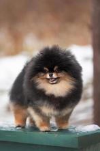 Dekreu KAMPIOEN SM/CM/PL VRIJ Pomeriaan Pomeranian Dwergkees, Dieren en Toebehoren, Honden | Dekreuen, Particulier, Rabiës (hondsdolheid)