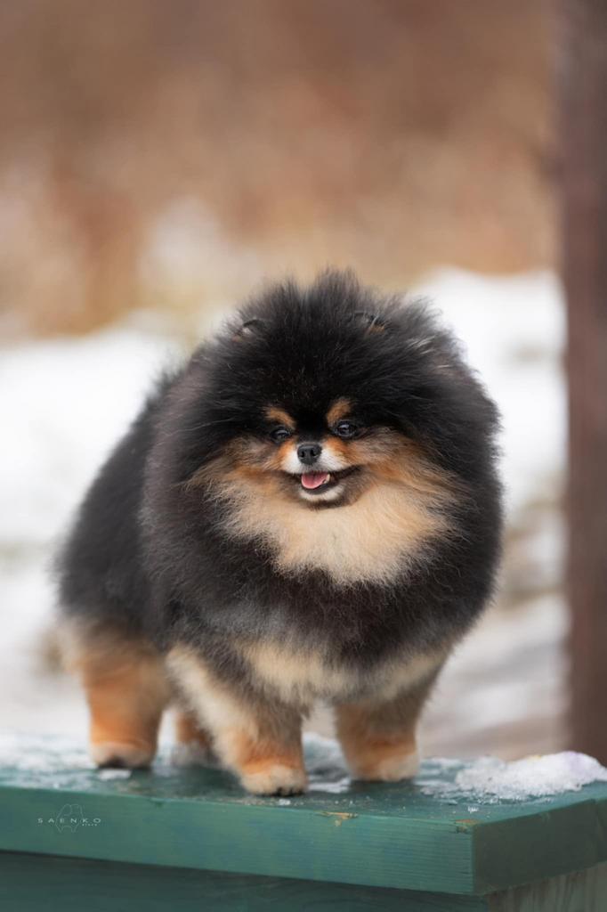 Dekreu KAMPIOEN SM/CM/PL VRIJ Pomeriaan Pomeranian Dwergkees, Dieren en Toebehoren, Honden | Dekreuen, Reu, Particulier, Eén hond
