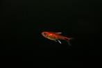 Ruby tetra (Axelrodi riesei), Dieren en Toebehoren, Vissen | Aquariumvissen, Vis, Zoetwatervis, Schoolvis