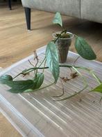 Philondendron Cebu Blue, Huis en Inrichting, Kamerplanten, Ophalen of Verzenden, Overige soorten, Minder dan 100 cm