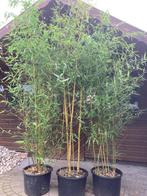 Bamboe Ph. Aureosulcata Spectabilis
270 cm!, Ophalen, Bamboe