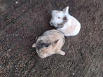 Wegens verhuizing  konijnen, Dieren en Toebehoren, Vrouwelijk, Middelgroot, 3 tot 5 jaar
