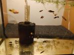 Platy's, Dieren en Toebehoren, Vissen | Aquariumvissen, Vis