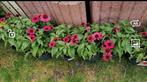 Echinacea purpurea te koop., Ophalen, Zomer, Overige soorten, Volle zon
