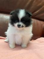 4 prachtige Pomeriaan/dwergkees pups.💙💜, 8 tot 15 weken, Meerdere, Meerdere dieren, Nederland