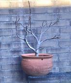 VIJGENBOOMPJE, soort bonsai, incl pot 55 cm, Minder dan 100 cm, Overige soorten, Volle zon, In pot