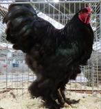 !!!GEZOCHT!!! GLADDE BRAHMA EN ZIJDE COCHIN HANEN!, Dieren en Toebehoren, Pluimvee, Mannelijk, Kip