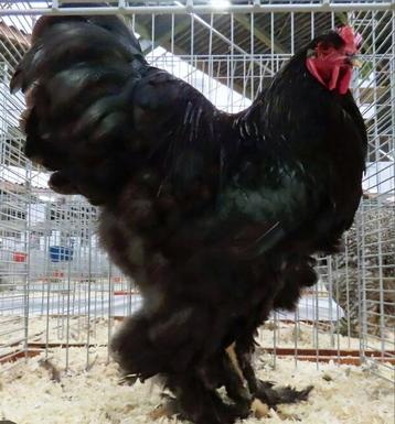 !!!GEZOCHT!!! GLADDE BRAHMA EN ZIJDE COCHIN HANEN! beschikbaar voor biedingen
