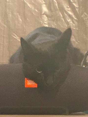 Gevraagd : zwarte kitten beschikbaar voor biedingen