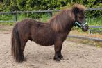 Mini Shetlander hengst 62 cm, Dieren en Toebehoren, Paarden en Pony's | Dekhengsten en Fokmerries, Hengst