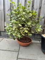 Appel malis bonsai, Tuin en Terras, Planten | Bomen, Ophalen, Overige soorten, Minder dan 100 cm