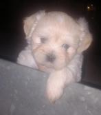 Puppy's, Dieren en Toebehoren, Honden | Chihuahua's en Gezelschapshonden, Overige rassen, 8 tot 15 weken, Meerdere, Meerdere dieren